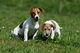 JACK RUSSEL 082